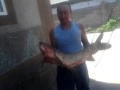 рыбалка в кыргызстане амур 12 кг и 8 кг