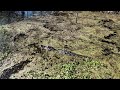 25 mar 25 deer camp dji mini 4