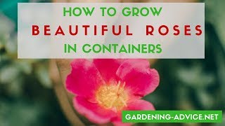 How To Grow Beautiful Roses In Containers