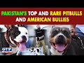 Pakistan's Top and Rare Pitbulls and American Bullies I Wild Pets With Aun I Gtv Network HD