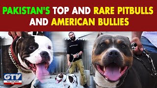 Pakistan's Top and Rare Pitbulls and American Bullies I Wild Pets With Aun I Gtv Network HD