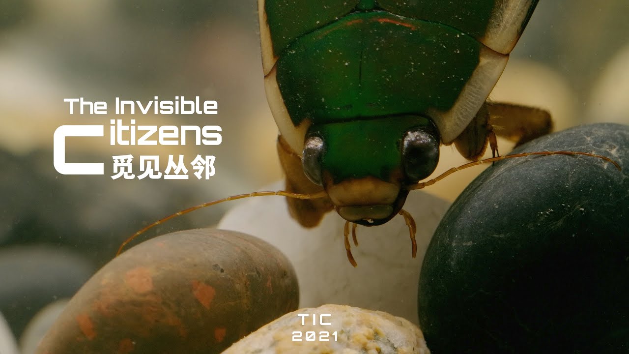 自带氧气罐的水下杀手-龙虱