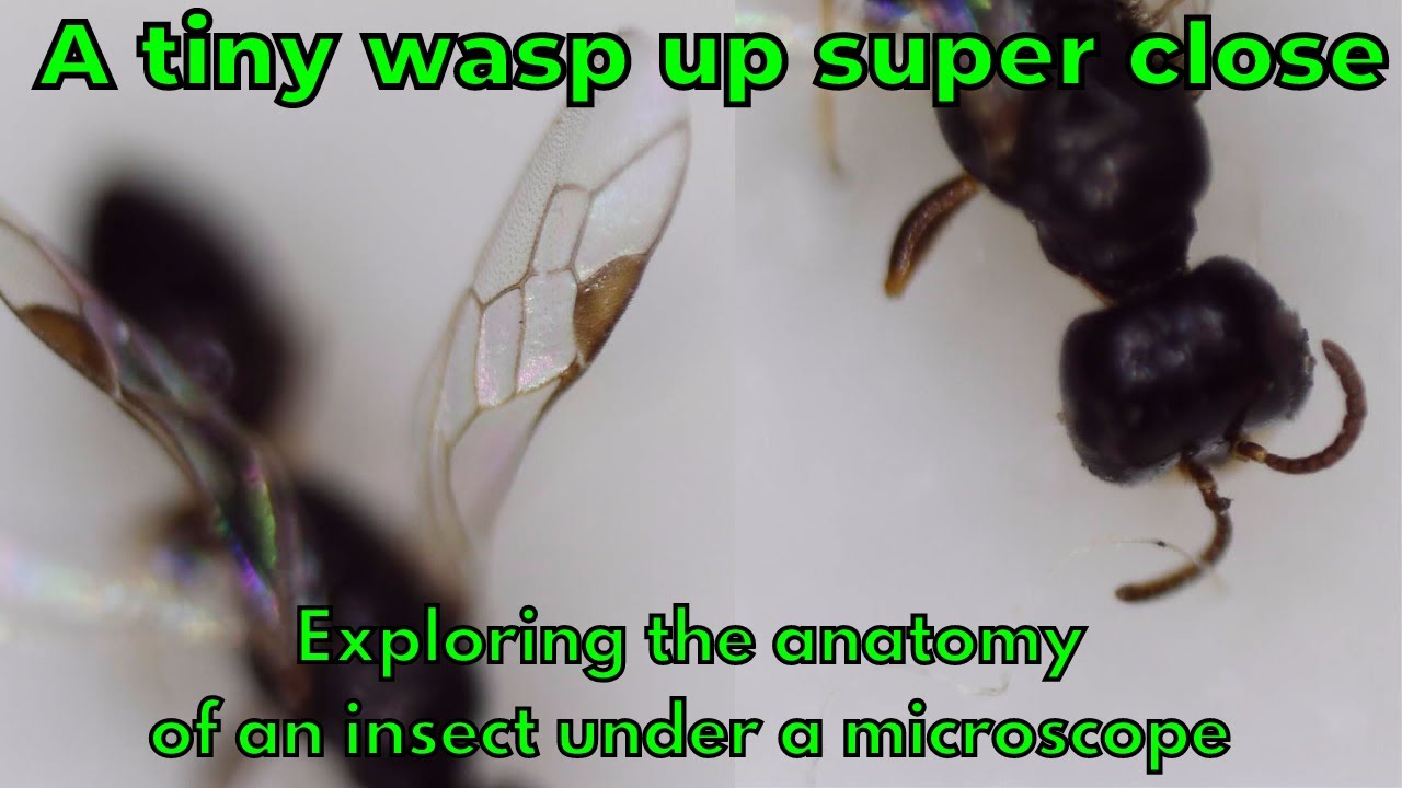 Examing a tiny parasitic wasp under a microscope Learn some fun