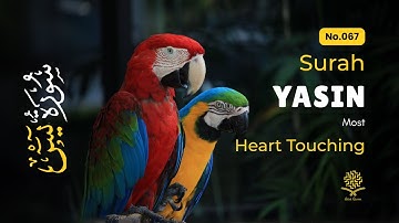 Peaceful Surah Yasin for Night Relaxation, Emotional Healing ✦ Yaseen سورة يس ✦ Peaceful Quran