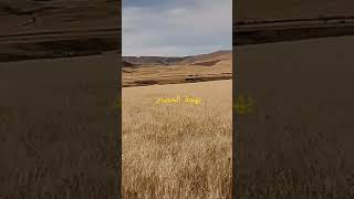 و حان وقت الحصاد