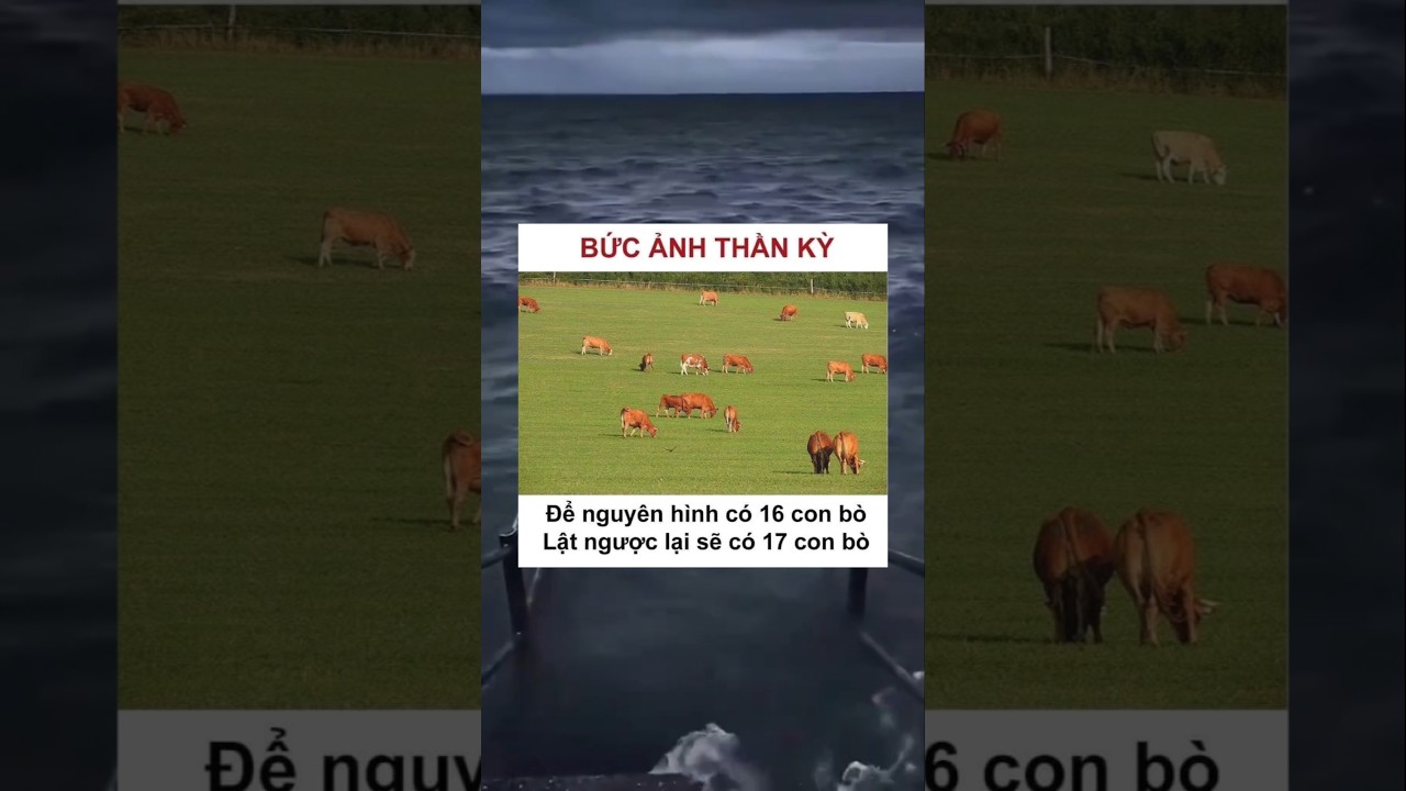 mỗi ngày 1 meme #memes