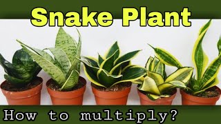 EP36: snake plant को कैसे उगाएं How to multiply snake plant