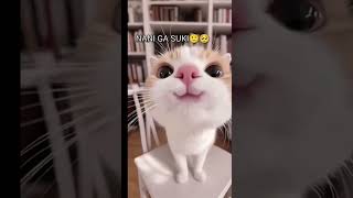 RUBY CHAN #cat #catfunny #relatable #catvideos #funny Net Worth