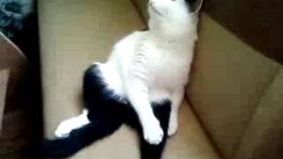 SV_A0201.mp4