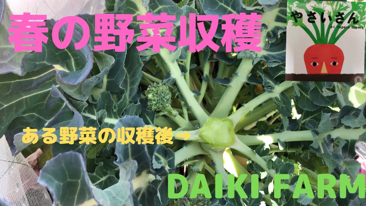 春野菜収穫しました 収穫後は料理して美味しいランチになりました Youtube