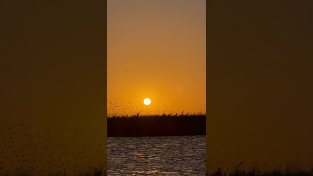 Ты думаешь это саванна  а это Калмыкия