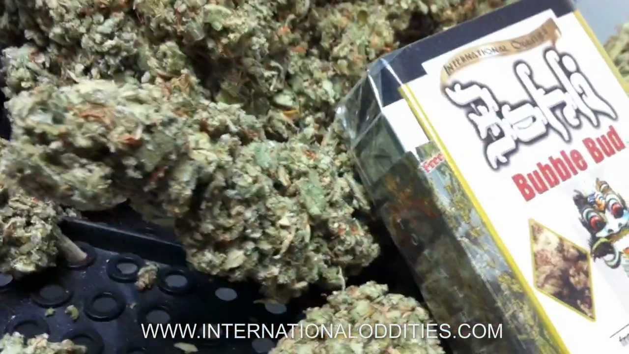 LEGAL BUD from International Oddities Party!