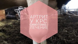 Артрит у КРС.Симптомы.Лечения.