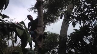 Cecropia Tree lopped in Food Forest
