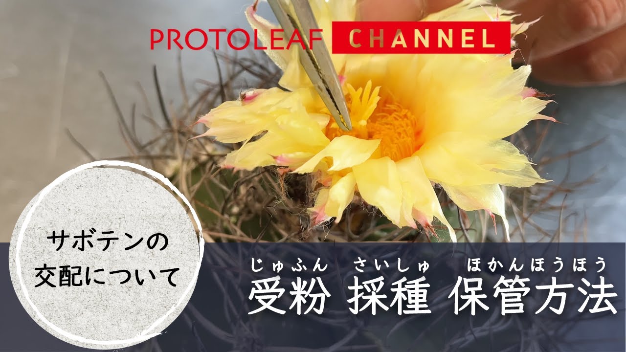 Cactus Hybridization] How to Pollinate, Harvest, and Store Seeds