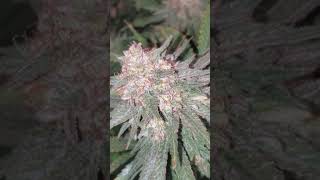 Dr. Seeds super skunk