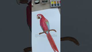 POV: Você está criando a primeira letra do Alfabeto Animal #aquarela #desenho #araravermelha