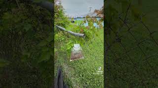 Black Flag outdoor fly trap. #flytrap #insects #fly’s# nasty#amazing