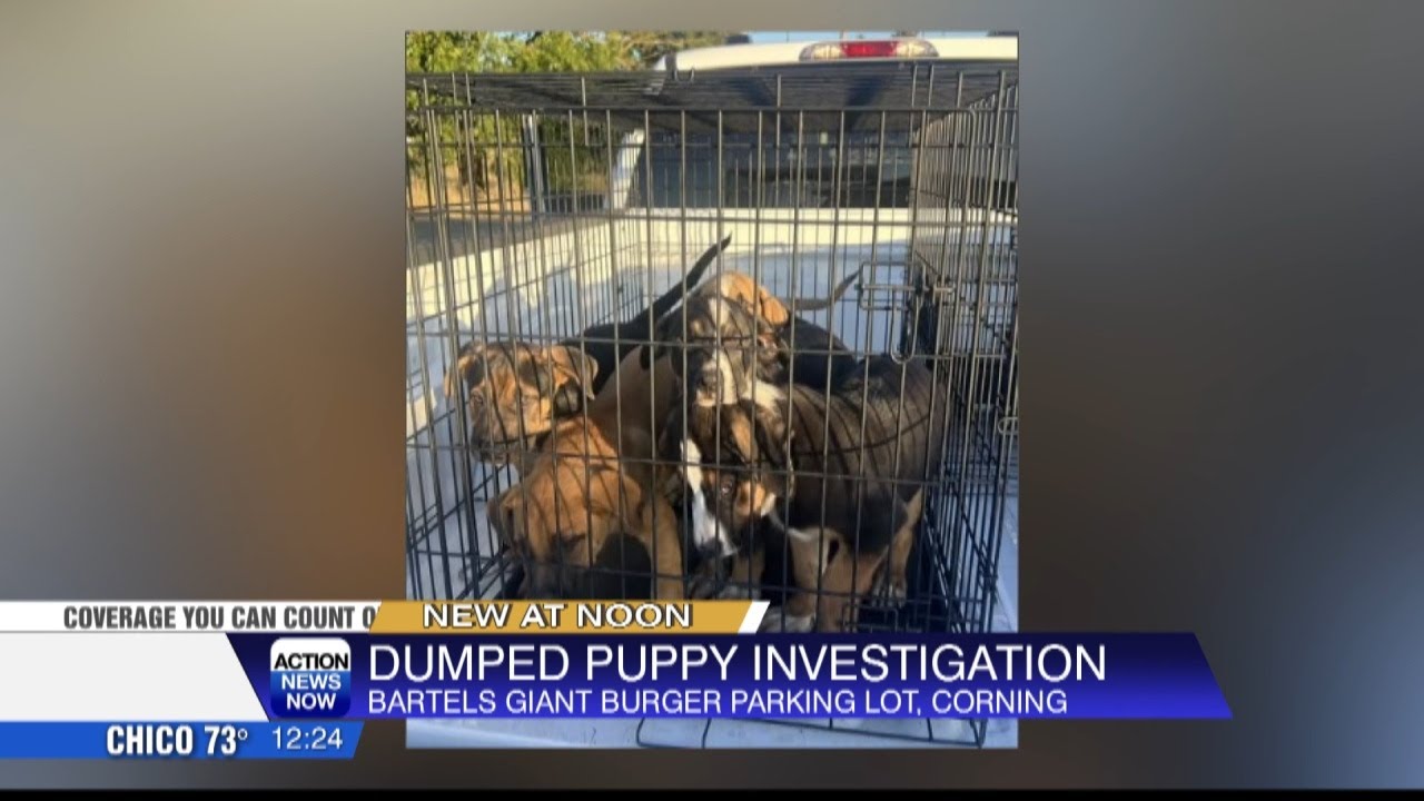 Five puppies found abandoned in Corning parking lot, police seek ...