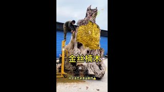 Century-old golden nanmu tree head root carving tea table wood craftsmanship