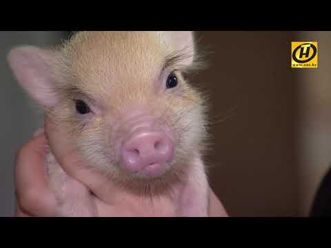 Видео: Как ввести новую домашнюю свинью в свой дом
