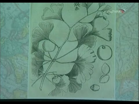Гинкго Билоба - Удивительный Мир Растений (Документальный Фильм)