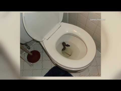 Ball python fished out of man's toilet in Virginia Beach