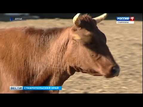 Видео: Сохранение редких пород домашнего скота