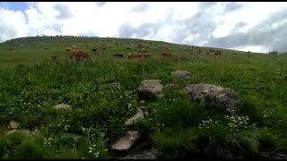 Dağlarda Coban Ateşiydik..! #ahmetkaya