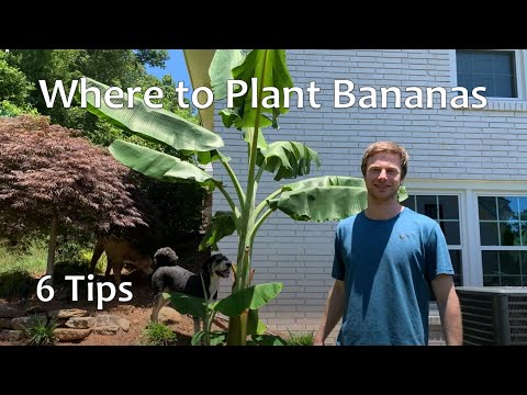 Where to Plant Bananas - Banana Site Selection