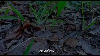 Story Wa Keren... Cinematik 31 Detik