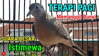 Perkutut Lokal Gacor Suara Besar Pancingan Pikat Paling Ampuh Dijamin Langsung Nyaut perkututlokal 
