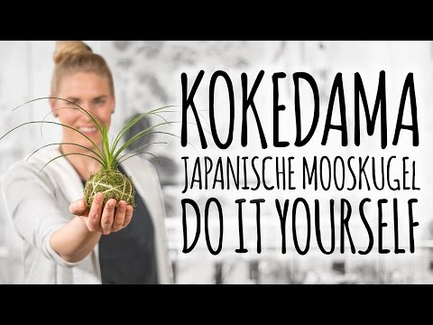 Video: Wie man einen japanischen Moosball herstellt - Die Kunst des Kokedama