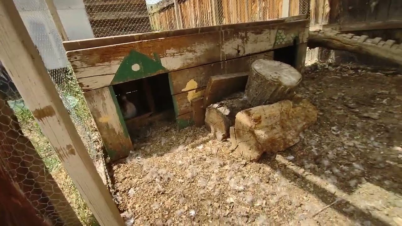 Raising Muscovy Ducks PT 4: Hatching Day!!