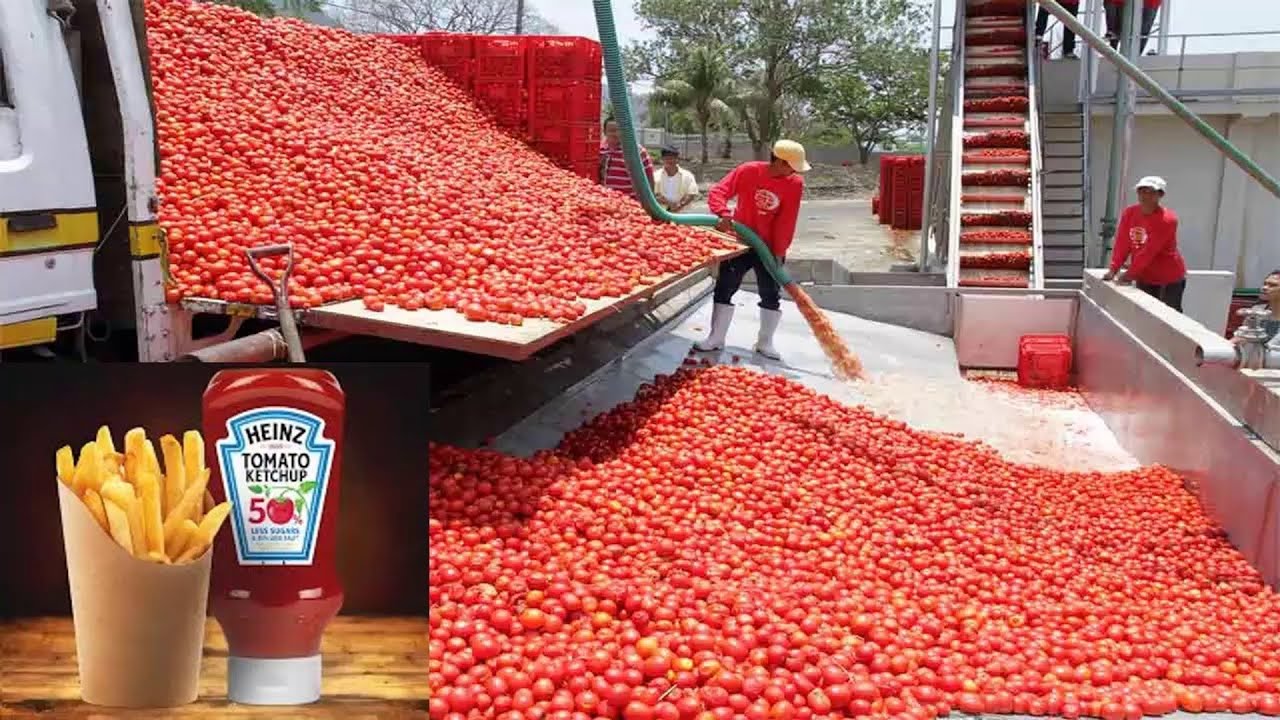 From Field to Flavor Unveiling the Tomato Ketchup Making Process ! How