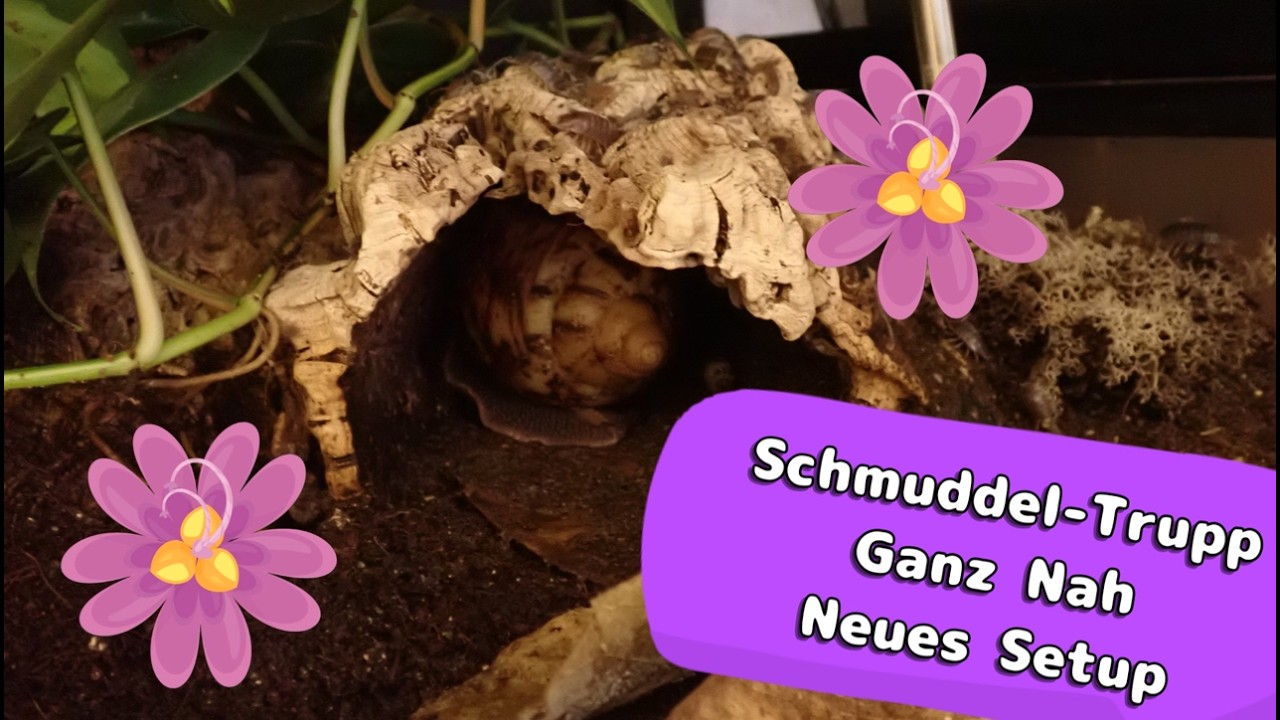 Schleimspuren der Woche 🐌 | Schmuddel-Trupp & Terrarium-Upgrade | Achatschnecken