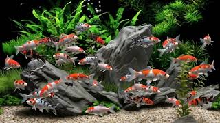 Relaxing Aquarium 4K 🐟 Beautiful Koi Fish & Gentle Piano Music for Deep Relaxatio screenshot 5