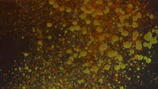 Red and Yellow Oil Bubbles Crazy Water Experiment