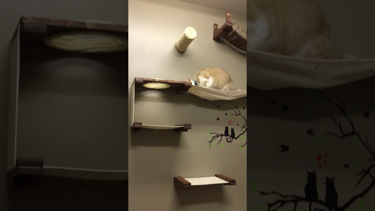 Cat Climbing Wall