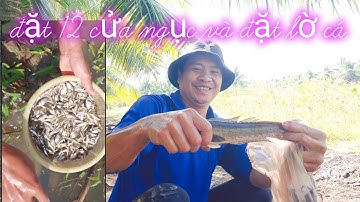 Tập 18 đặt lờ và 12 cửa ngục ít nhưng chân thật, săn cá ngoài đồng, thu hoạch cá lóc cá rô cực đã