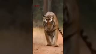 Download Lagu auman harimau || tiger roar #shorts #harimau #roar #tiger #selen #zonaalam MP3