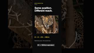 Can You Spot the Jaguar Before This Camera Does?
