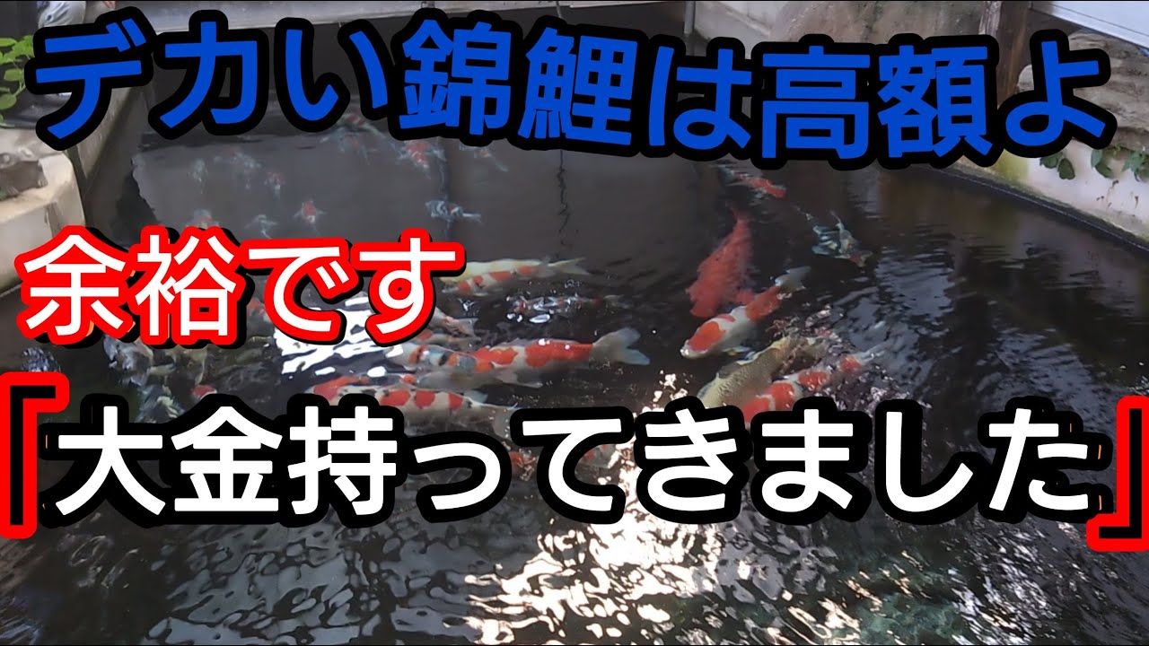 デカイ高額な錦鯉を、大金持って、買いに行きました。 #錦鯉