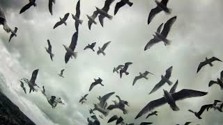 Leviathan, by Verena Paravel and Lucien Castaing Taylor, Trailer Directors' Cut