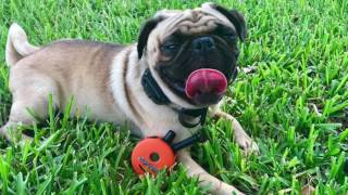 1 1/2 Year Old Pug 'Potter' | Central Florida Dog Trainers | Space Coast Dog Trainers |