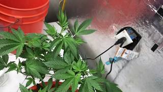 Cali Indoor LED Grow Hydroponics DWC Black magic nutrients