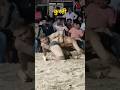 कुस्तीचा थरार#viral #shorts #kusti #vikeshghadivlogs
