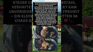 Ein kleines Herz gerettet: Die Geschichte von Mr. Bucky 🦫❤️