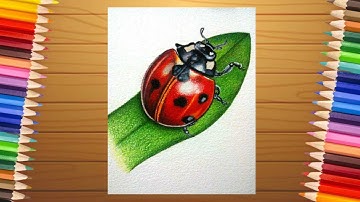 How to Draw A Realistic Ladybug
