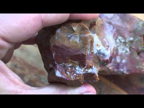 Everything About Petrified Wood